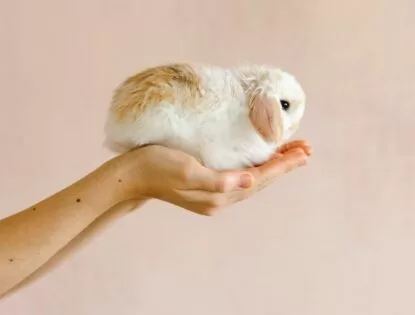 Cruelty free: produtos de cabelo que não testam em animais