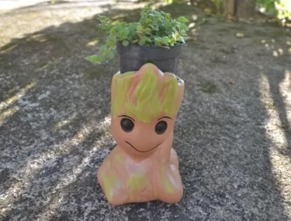 Como cuidar de suculenta crassula expansa fragilis